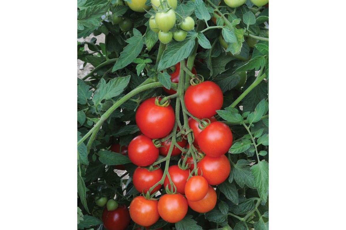 Mountain Magic – Organic Tomato Seed